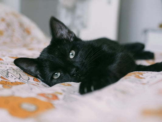Straight from the Heart: the Ultimate Superfood for Cats