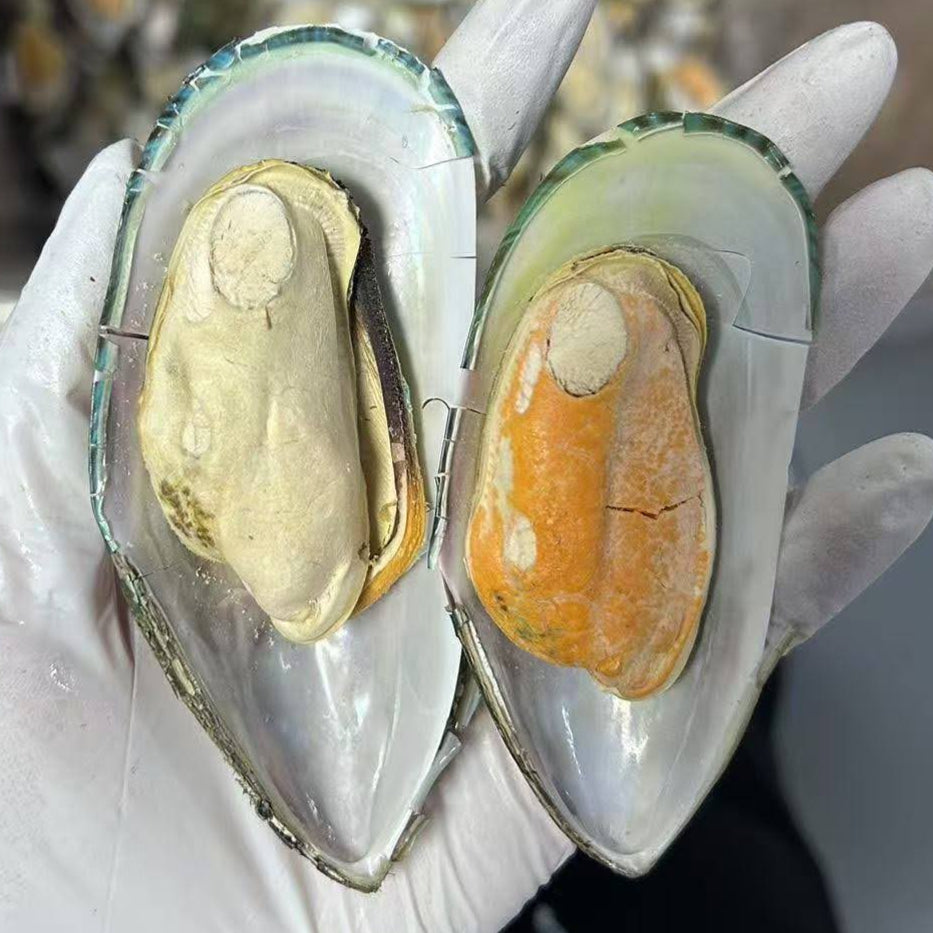 New Zealand Green-Lipped Mussels