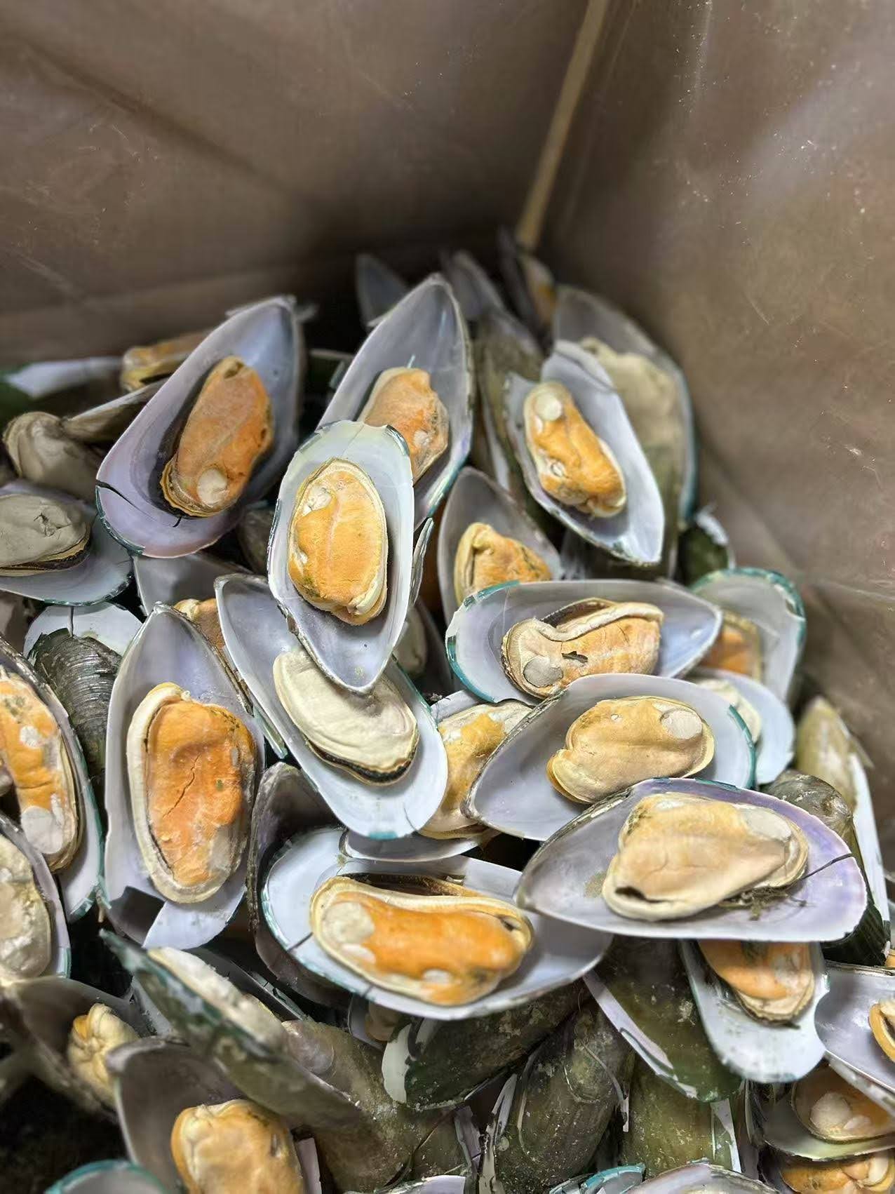New Zealand Green-Lipped Mussels